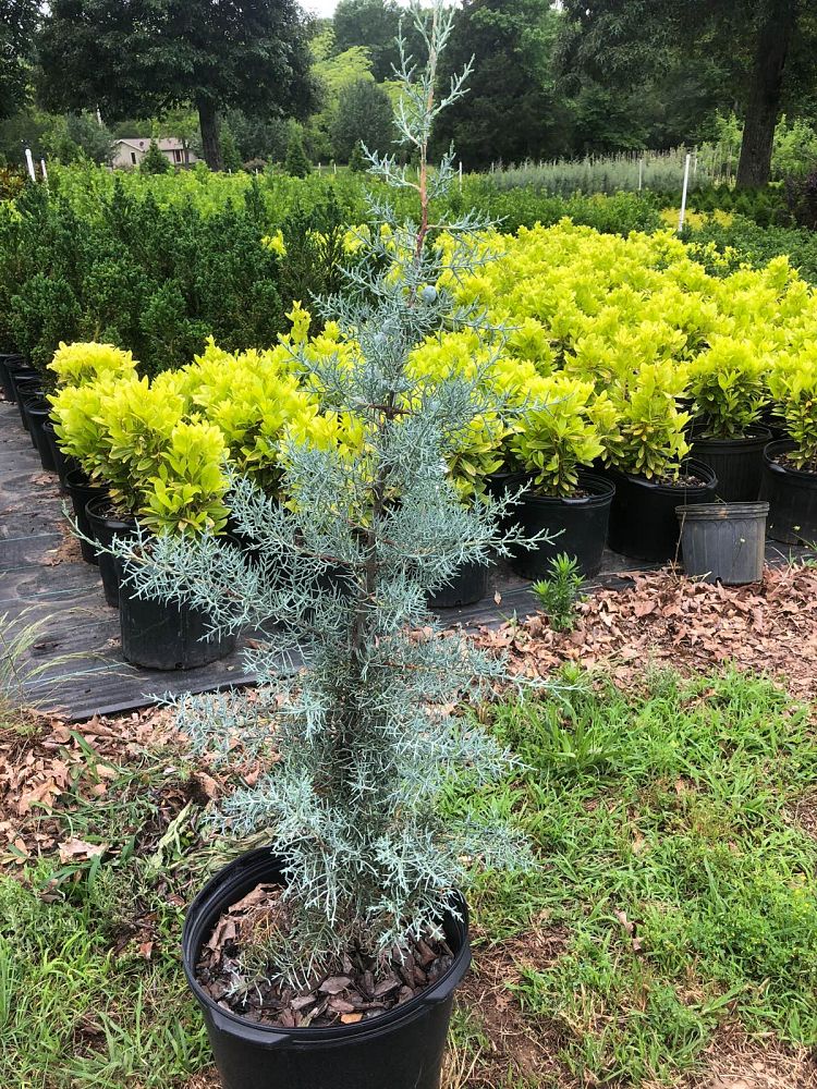 cupressus-arizonica-glabra-blue-ice-arizona-blue-cypress-smooth-bark-arizona-cypress-callitropsis-glabra