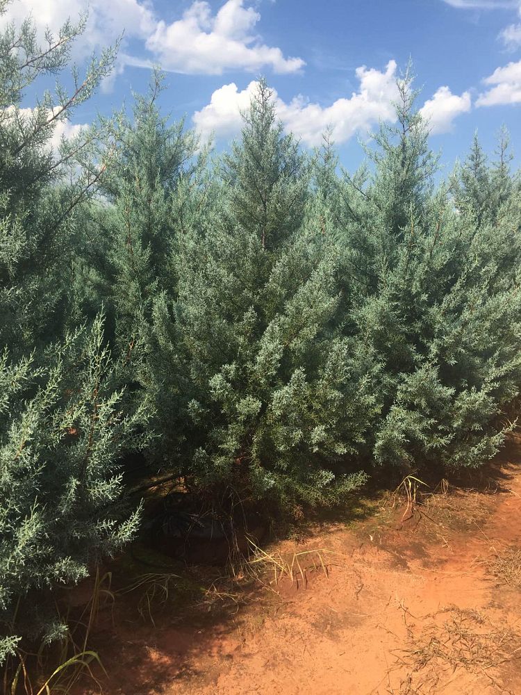 cupressus-arizonica-glabra-blue-ice-arizona-blue-cypress-smooth-bark-arizona-cypress-callitropsis-glabra