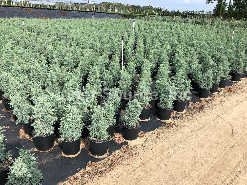 cupressus-arizonica-glabra-blue-ice-arizona-blue-cypress-smooth-bark-arizona-cypress-callitropsis-glabra