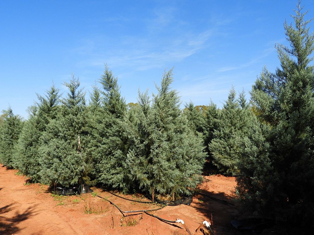 cupressus-arizonica-glabra-blue-ice-arizona-blue-cypress-smooth-bark-arizona-cypress-callitropsis-glabra