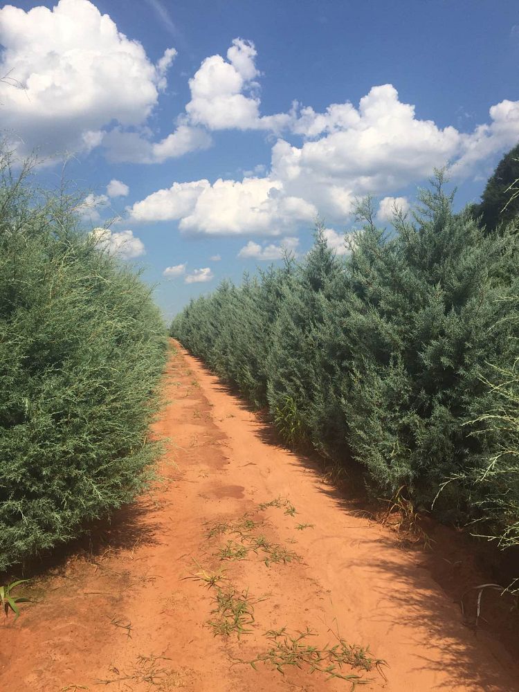 cupressus-arizonica-glabra-blue-ice-arizona-blue-cypress-smooth-bark-arizona-cypress-callitropsis-glabra