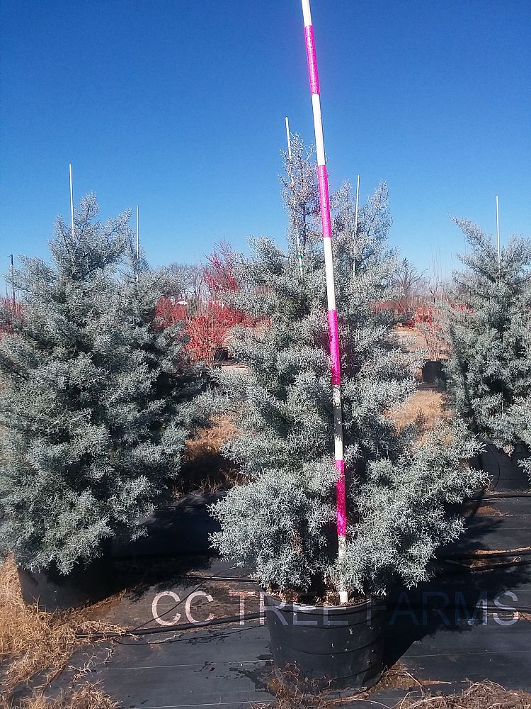 cupressus-arizonica-glabra-blue-ice-arizona-blue-cypress-smooth-bark-arizona-cypress-callitropsis-glabra