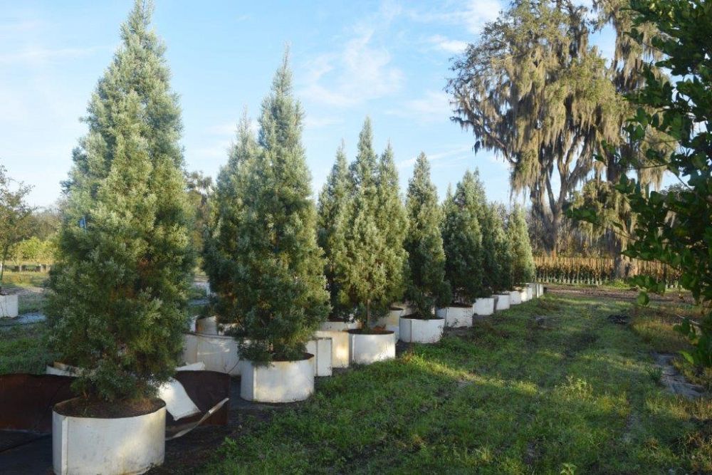 cupressus-arizonica-glabra-blue-ice-arizona-blue-cypress-smooth-bark-arizona-cypress-callitropsis-glabra