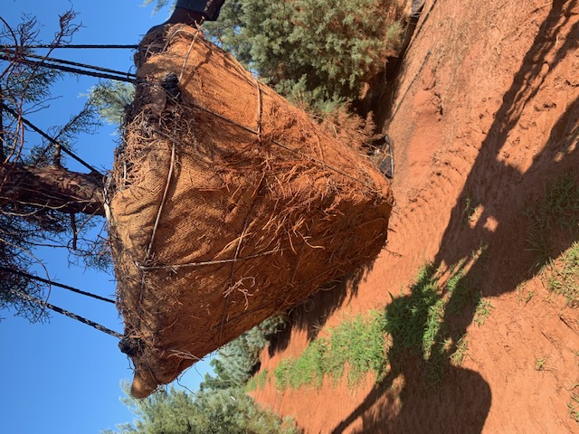 cupressus-arizonica-glabra-blue-ice-arizona-blue-cypress-smooth-bark-arizona-cypress-callitropsis-glabra