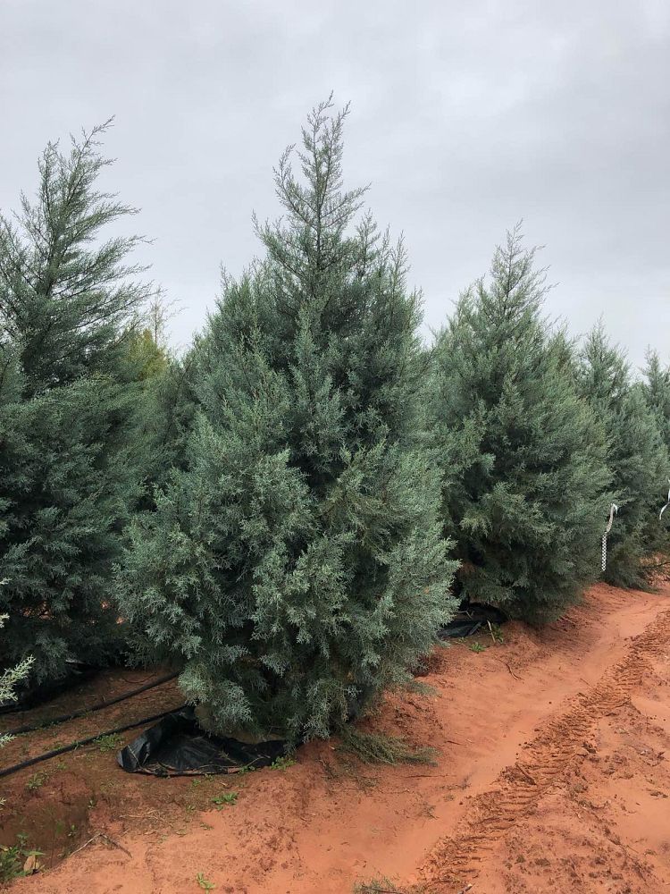 cupressus-arizonica-glabra-blue-ice-arizona-blue-cypress-smooth-bark-arizona-cypress-callitropsis-glabra