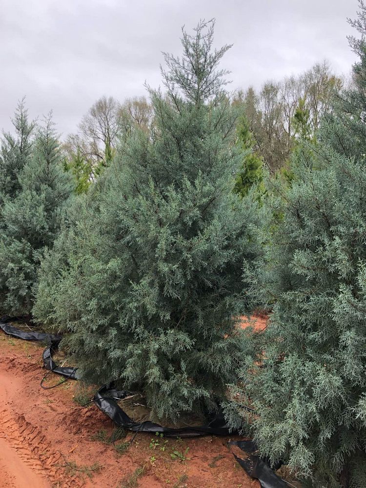 cupressus-arizonica-glabra-blue-ice-arizona-blue-cypress-smooth-bark-arizona-cypress-callitropsis-glabra