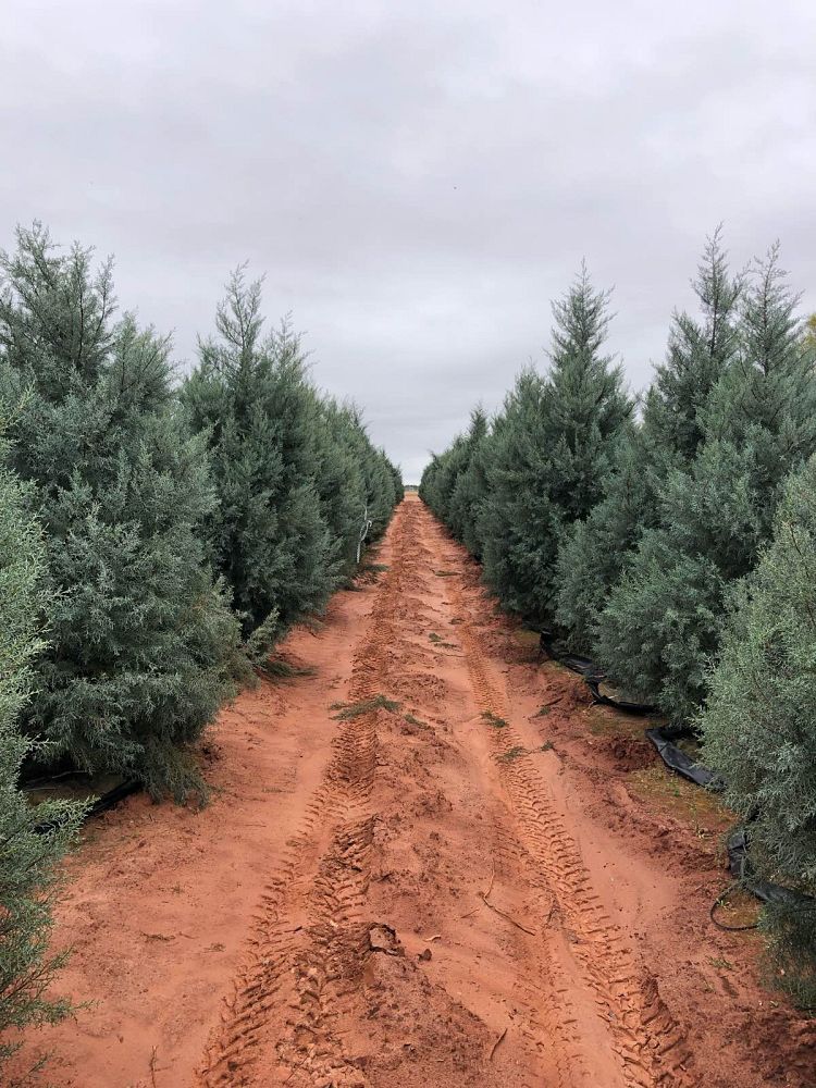 cupressus-arizonica-glabra-blue-ice-arizona-blue-cypress-smooth-bark-arizona-cypress-callitropsis-glabra