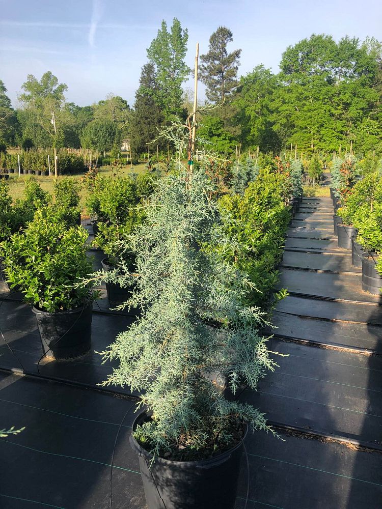 cupressus-arizonica-glabra-blue-ice-arizona-blue-cypress-smooth-bark-arizona-cypress-callitropsis-glabra
