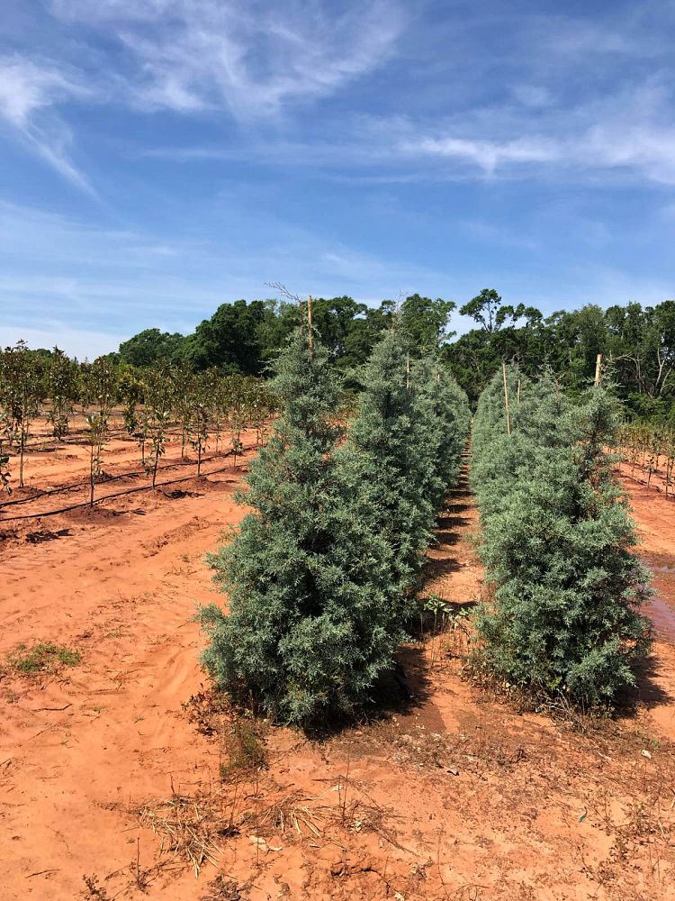 cupressus-arizonica-glabra-blue-ice-arizona-blue-cypress-smooth-bark-arizona-cypress-callitropsis-glabra