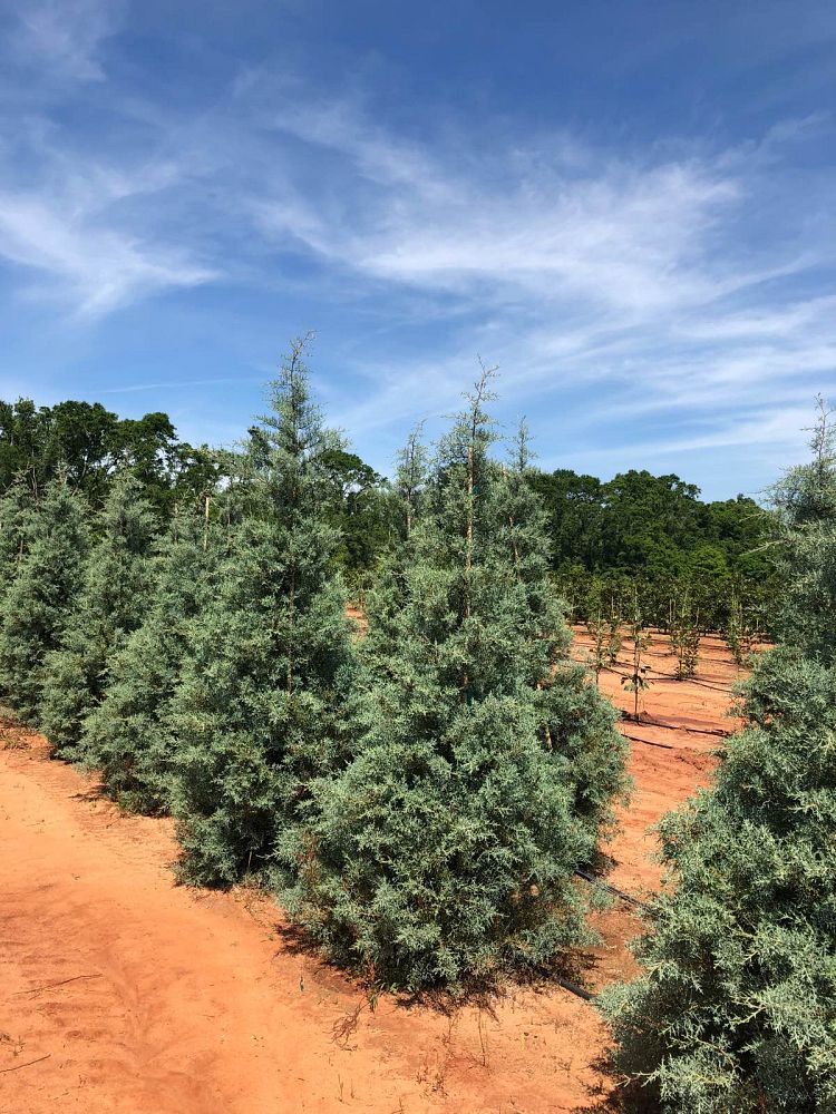 cupressus-arizonica-glabra-blue-ice-arizona-blue-cypress-smooth-bark-arizona-cypress-callitropsis-glabra