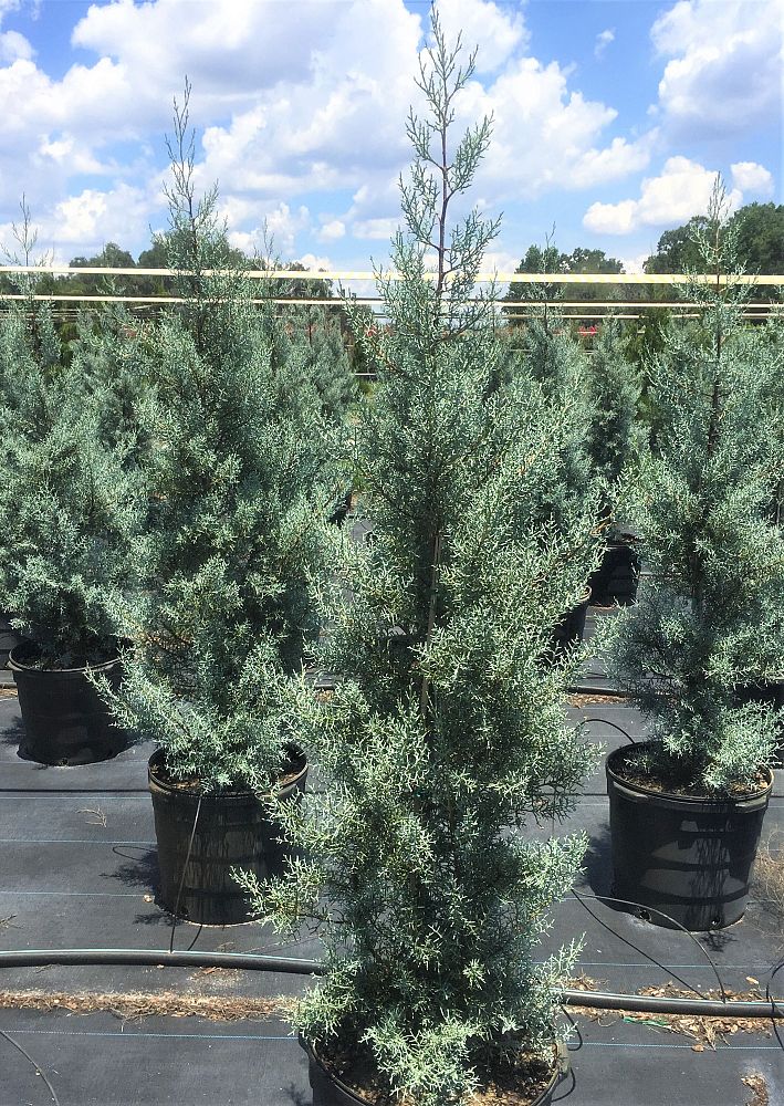cupressus-arizonica-glabra-blue-ice-arizona-blue-cypress-smooth-bark-arizona-cypress-callitropsis-glabra