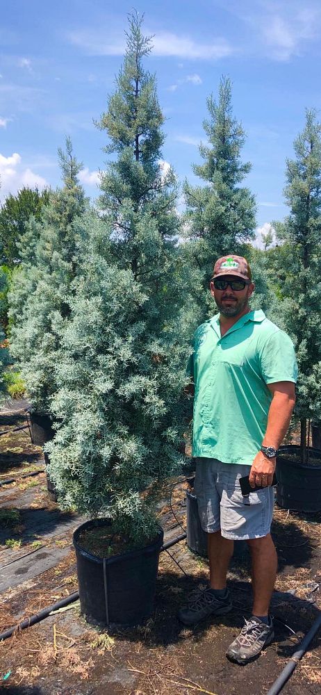 cupressus-arizonica-glabra-blue-ice-arizona-blue-cypress-smooth-bark-arizona-cypress-callitropsis-glabra