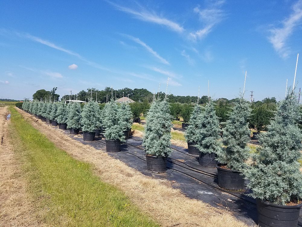 cupressus-arizonica-glabra-blue-ice-arizona-blue-cypress-smooth-bark-arizona-cypress-callitropsis-glabra