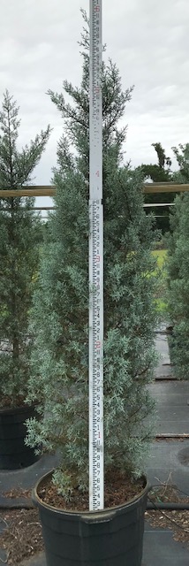 cupressus-arizonica-glabra-blue-ice-arizona-blue-cypress-smooth-bark-arizona-cypress-callitropsis-glabra