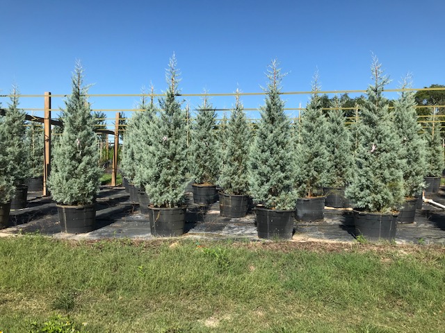 cupressus-arizonica-glabra-blue-ice-arizona-blue-cypress-smooth-bark-arizona-cypress-callitropsis-glabra
