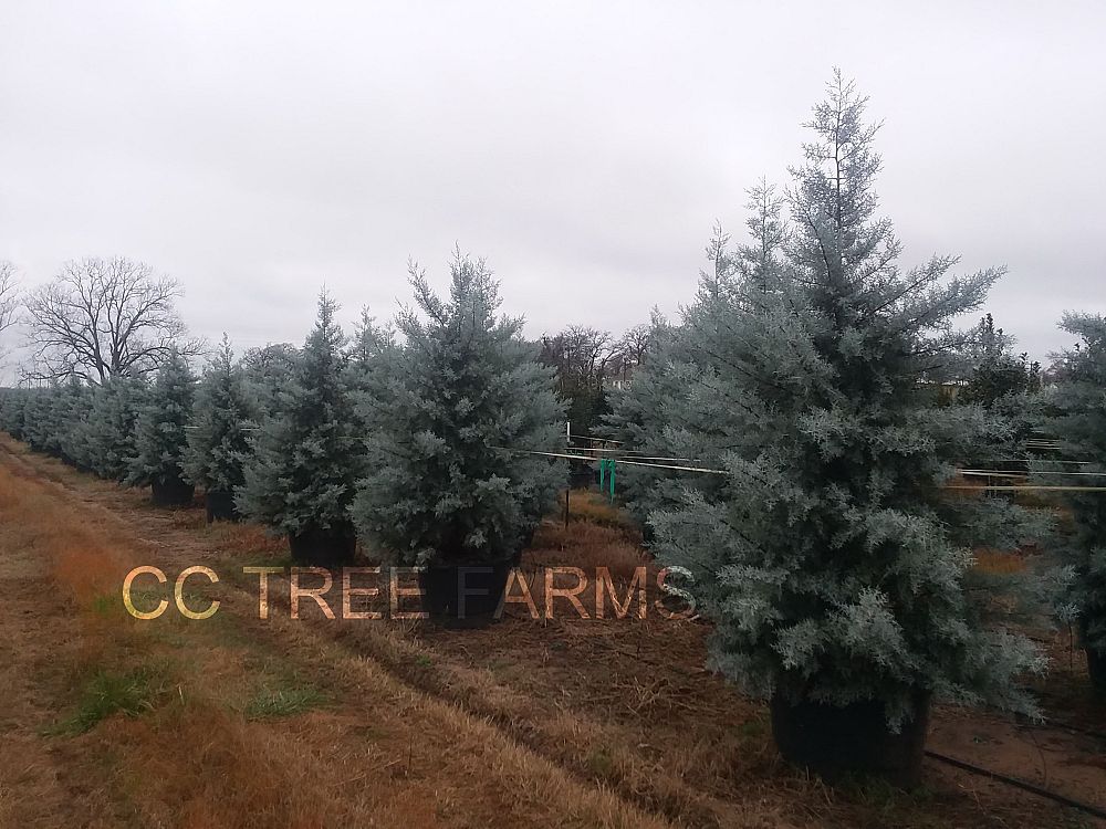 cupressus-arizonica-glabra-blue-ice-arizona-blue-cypress-smooth-bark-arizona-cypress-callitropsis-glabra