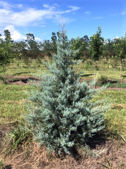 cupressus-arizonica-glabra-blue-ice-arizona-blue-cypress-smooth-bark-arizona-cypress-callitropsis-glabra