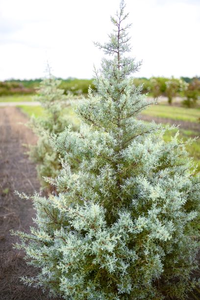 cupressus-arizonica-glabra-blue-ice-arizona-blue-cypress-smooth-bark-arizona-cypress-callitropsis-glabra
