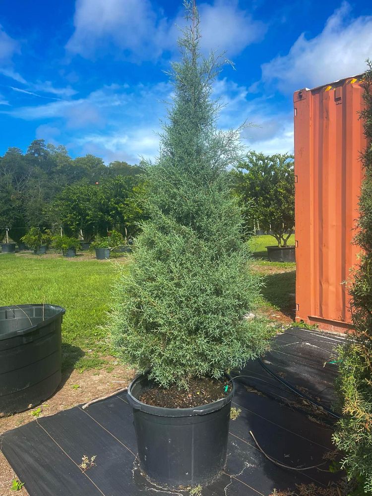 cupressus-arizonica-glabra-blue-ice-arizona-blue-cypress-smooth-bark-arizona-cypress-callitropsis-glabra
