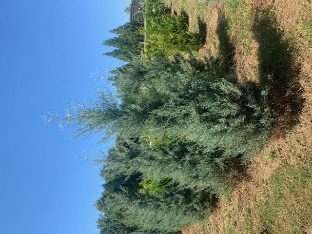 cupressus-arizonica-glabra-blue-ice-arizona-blue-cypress-smooth-bark-arizona-cypress-callitropsis-glabra