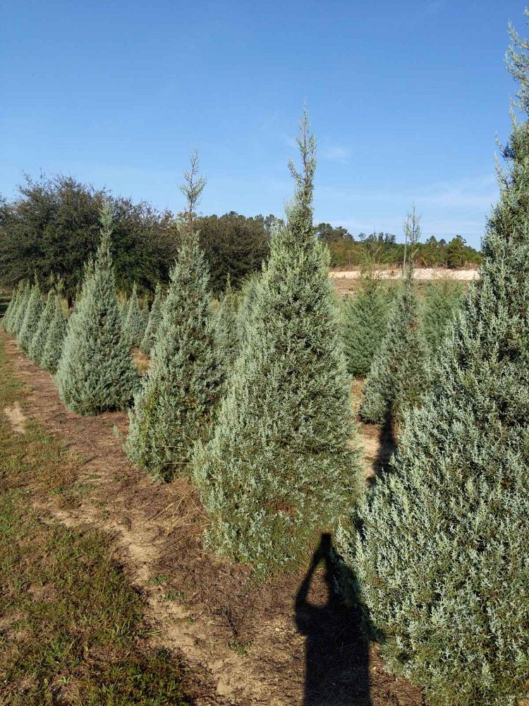 cupressus-arizonica-glabra-blue-ice-arizona-blue-cypress-smooth-bark-arizona-cypress-callitropsis-glabra