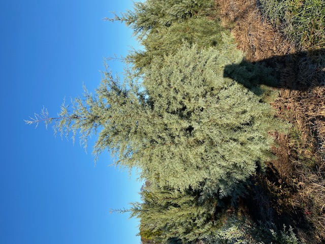 cupressus-arizonica-glabra-blue-ice-arizona-blue-cypress-smooth-bark-arizona-cypress-callitropsis-glabra