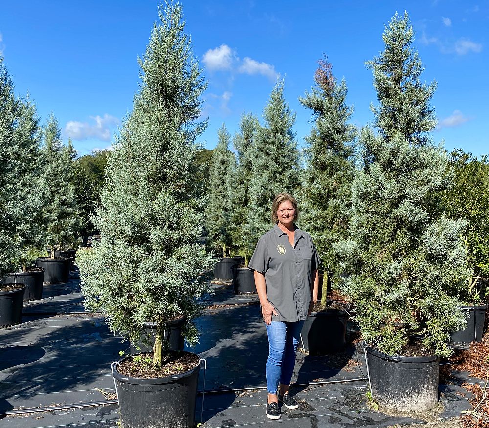 cupressus-arizonica-glabra-blue-ice-arizona-blue-cypress-smooth-bark-arizona-cypress-callitropsis-glabra