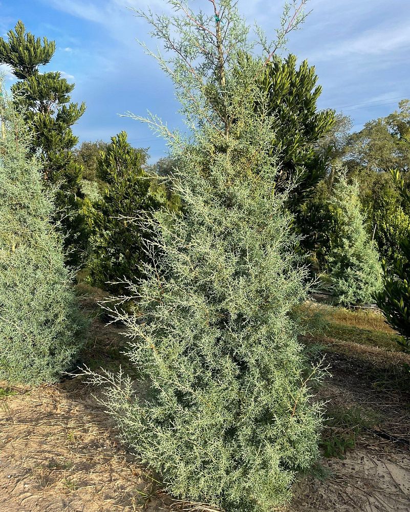 cupressus-arizonica-glabra-blue-ice-arizona-blue-cypress-smooth-bark-arizona-cypress-callitropsis-glabra