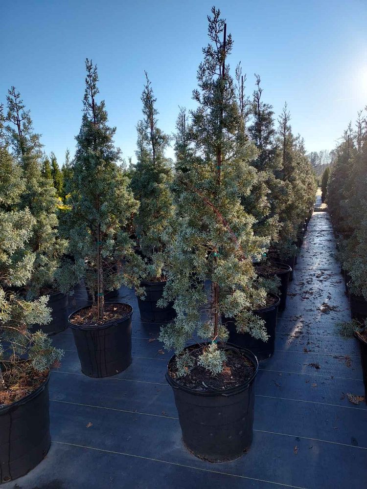 cupressus-arizonica-glabra-blue-ice-arizona-blue-cypress-smooth-bark-arizona-cypress-callitropsis-glabra