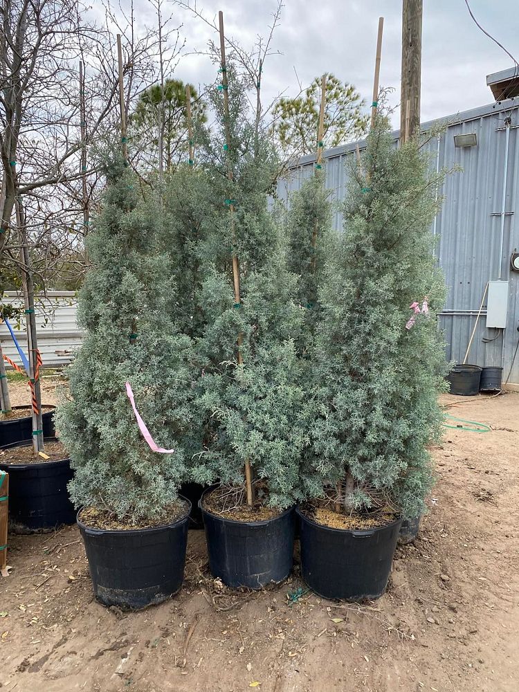 cupressus-arizonica-glabra-blue-ice-arizona-blue-cypress-smooth-bark-arizona-cypress-callitropsis-glabra