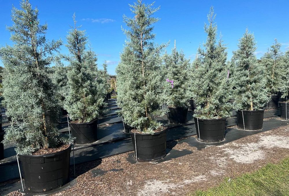 cupressus-arizonica-glabra-blue-ice-arizona-blue-cypress-smooth-bark-arizona-cypress-callitropsis-glabra
