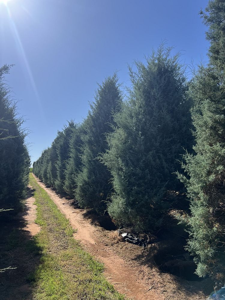 cupressus-arizonica-glabra-blue-ice-arizona-blue-cypress-smooth-bark-arizona-cypress-callitropsis-glabra