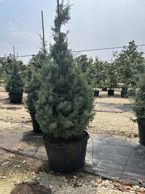 cupressus-arizonica-glabra-blue-ice-arizona-blue-cypress-smooth-bark-arizona-cypress-callitropsis-glabra