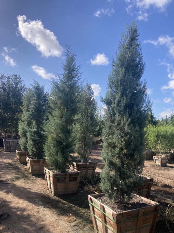 cupressus-arizonica-glabra-blue-ice-arizona-blue-cypress-smooth-bark-arizona-cypress-callitropsis-glabra