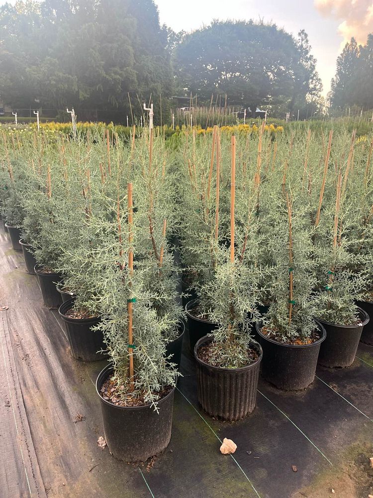 cupressus-arizonica-glabra-blue-ice-arizona-blue-cypress-smooth-bark-arizona-cypress-callitropsis-glabra