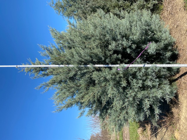 cupressus-arizonica-glabra-blue-ice-arizona-blue-cypress-smooth-bark-arizona-cypress-callitropsis-glabra