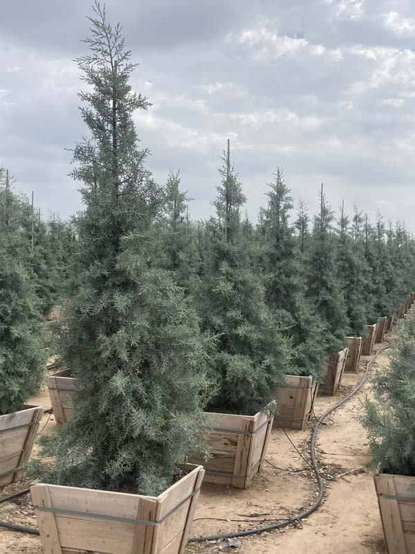 cupressus-arizonica-glabra-blue-ice-arizona-blue-cypress-smooth-bark-arizona-cypress-callitropsis-glabra