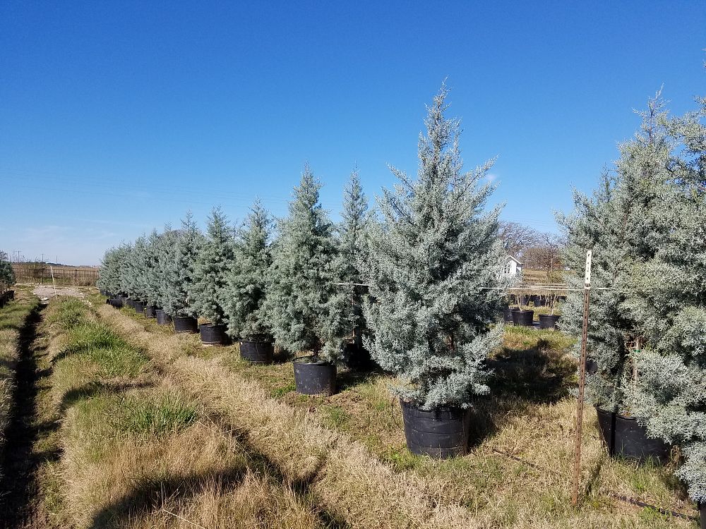 cupressus-arizonica-glabra-blue-ice-arizona-blue-cypress-smooth-bark-arizona-cypress-callitropsis-glabra