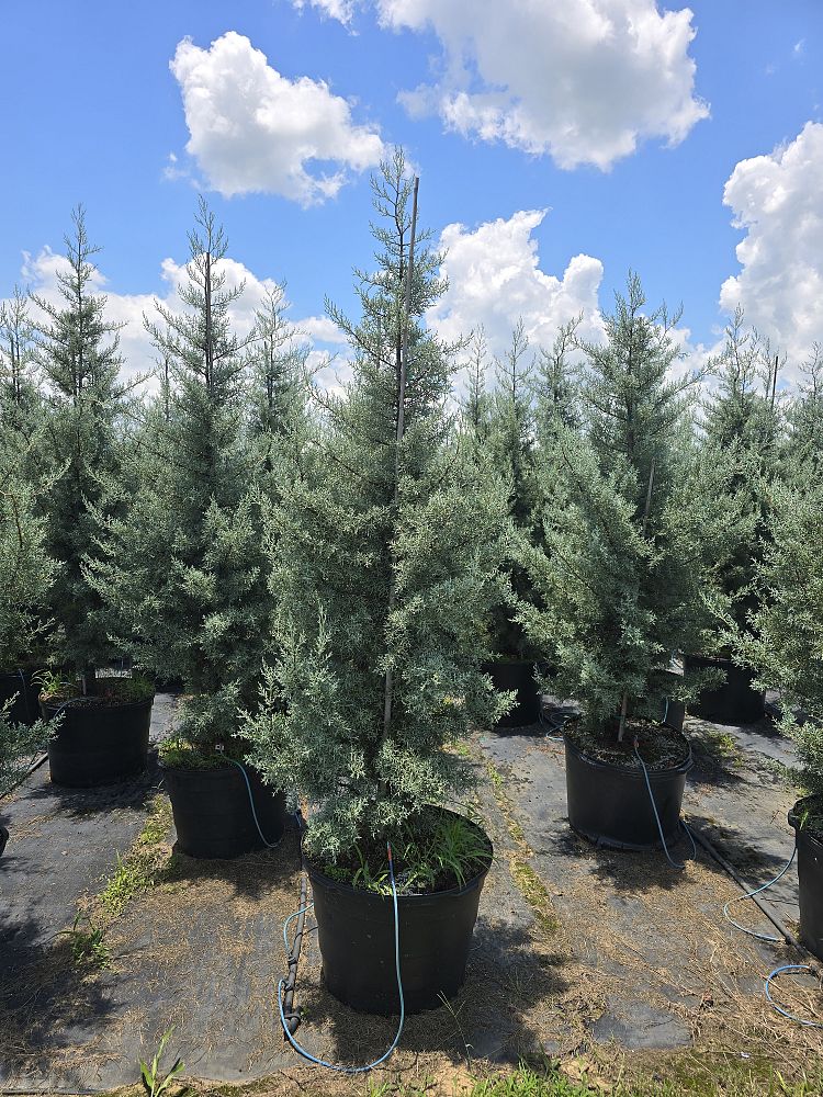 cupressus-arizonica-glabra-blue-ice-arizona-blue-cypress-smooth-bark-arizona-cypress-callitropsis-glabra
