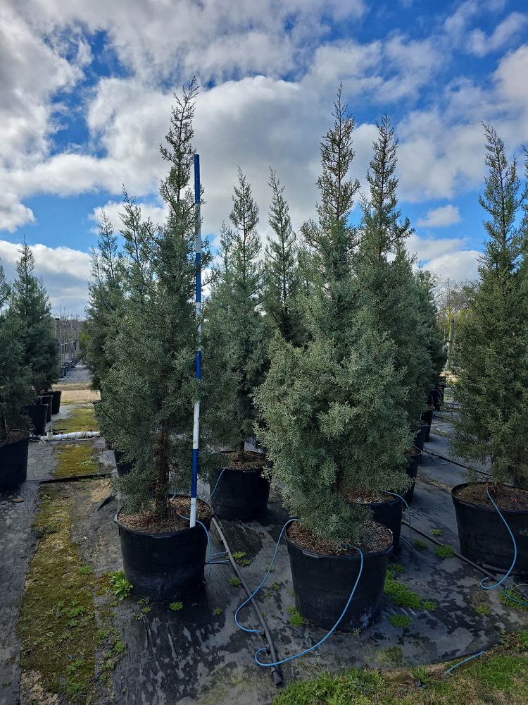 cupressus-arizonica-glabra-blue-ice-arizona-blue-cypress-smooth-bark-arizona-cypress-callitropsis-glabra