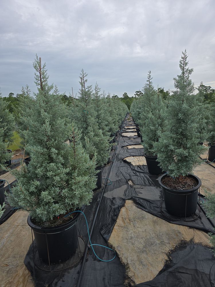 cupressus-arizonica-glabra-blue-ice-arizona-blue-cypress-smooth-bark-arizona-cypress-callitropsis-glabra