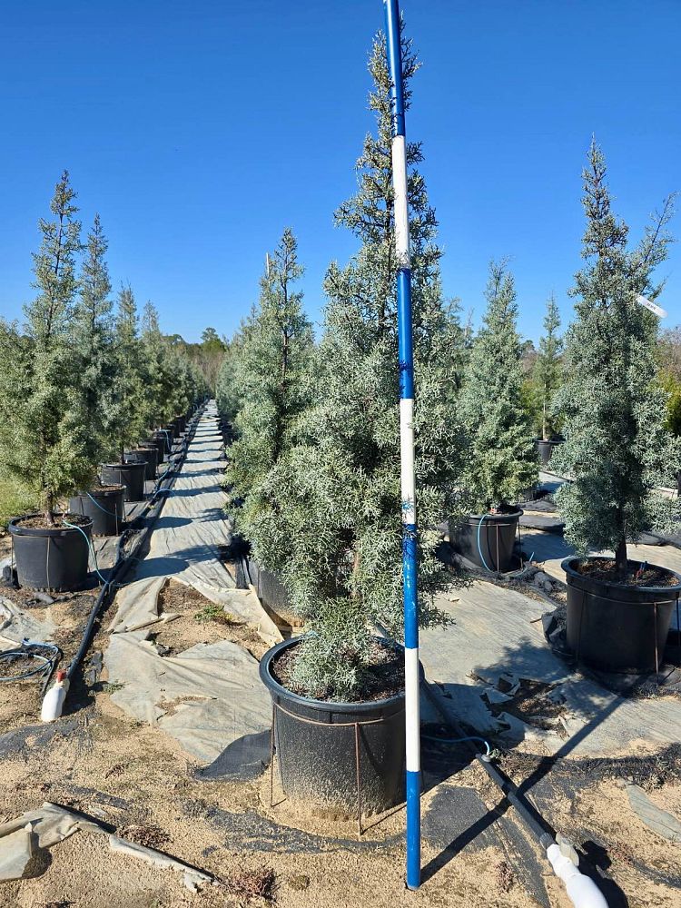 cupressus-arizonica-glabra-blue-ice-arizona-blue-cypress-smooth-bark-arizona-cypress-callitropsis-glabra