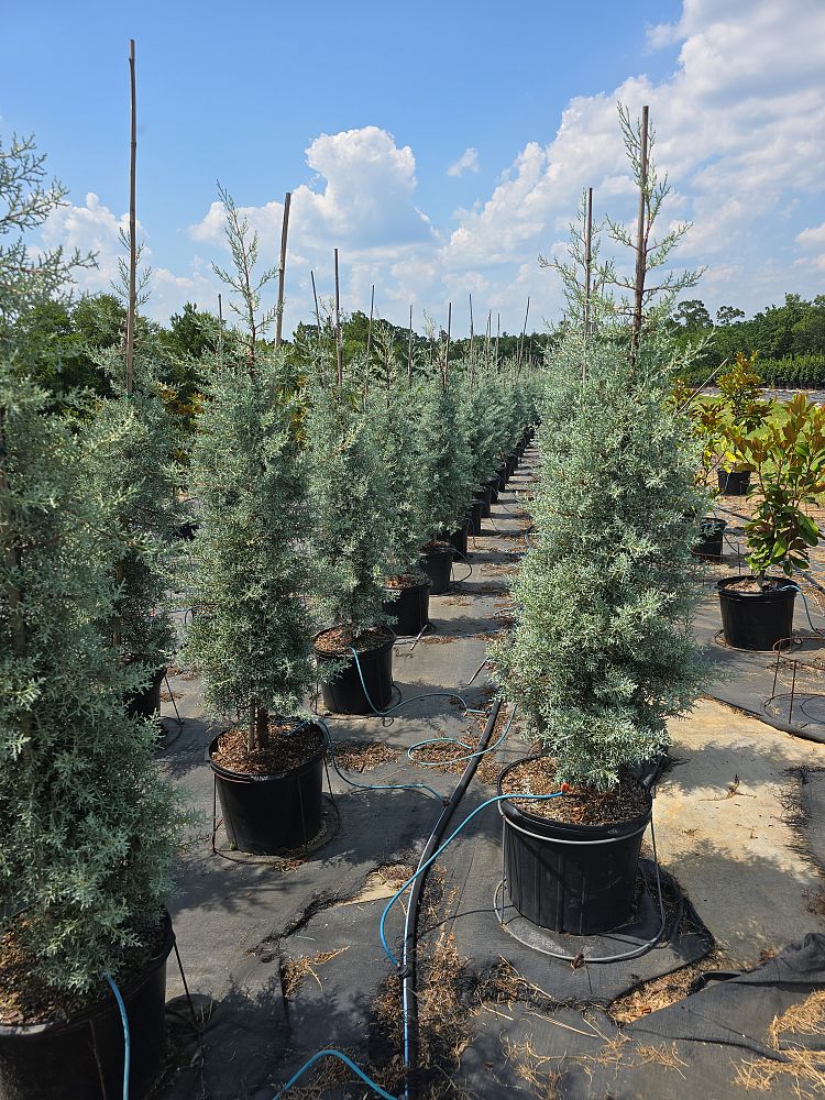 cupressus-arizonica-glabra-blue-ice-arizona-blue-cypress-smooth-bark-arizona-cypress-callitropsis-glabra