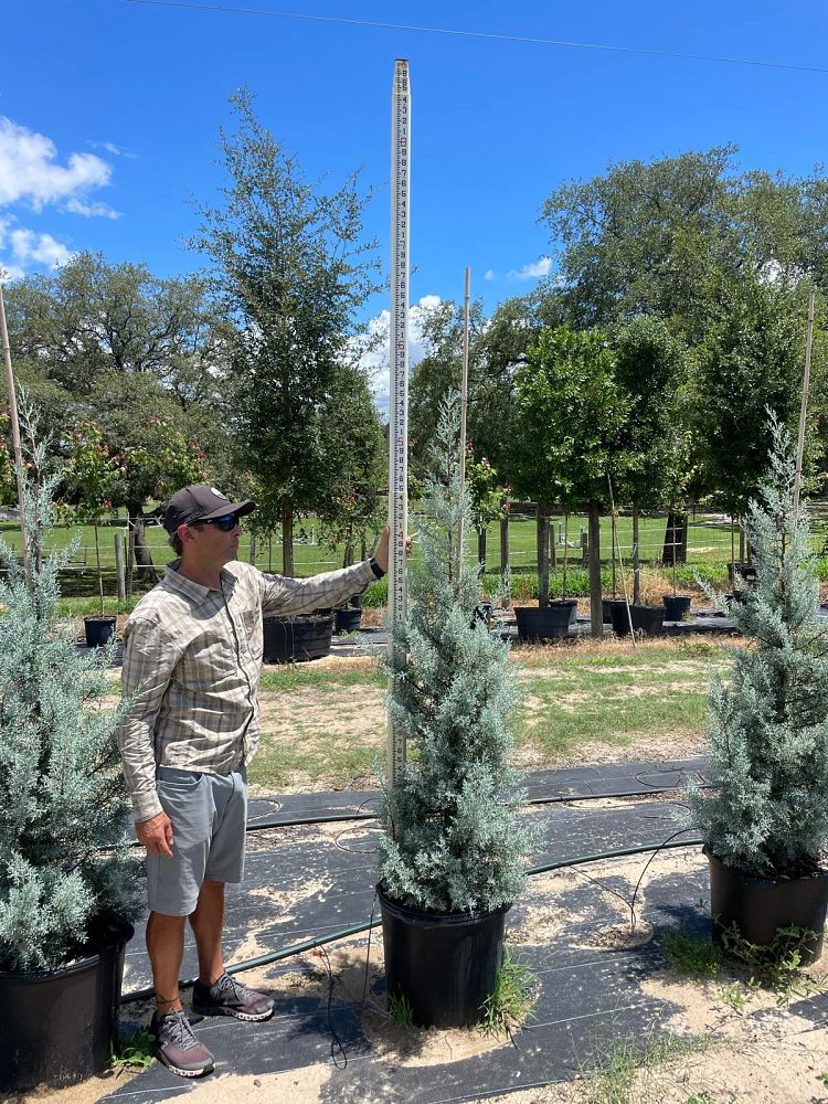 cupressus-arizonica-glabra-blue-ice-arizona-blue-cypress-smooth-bark-arizona-cypress-callitropsis-glabra