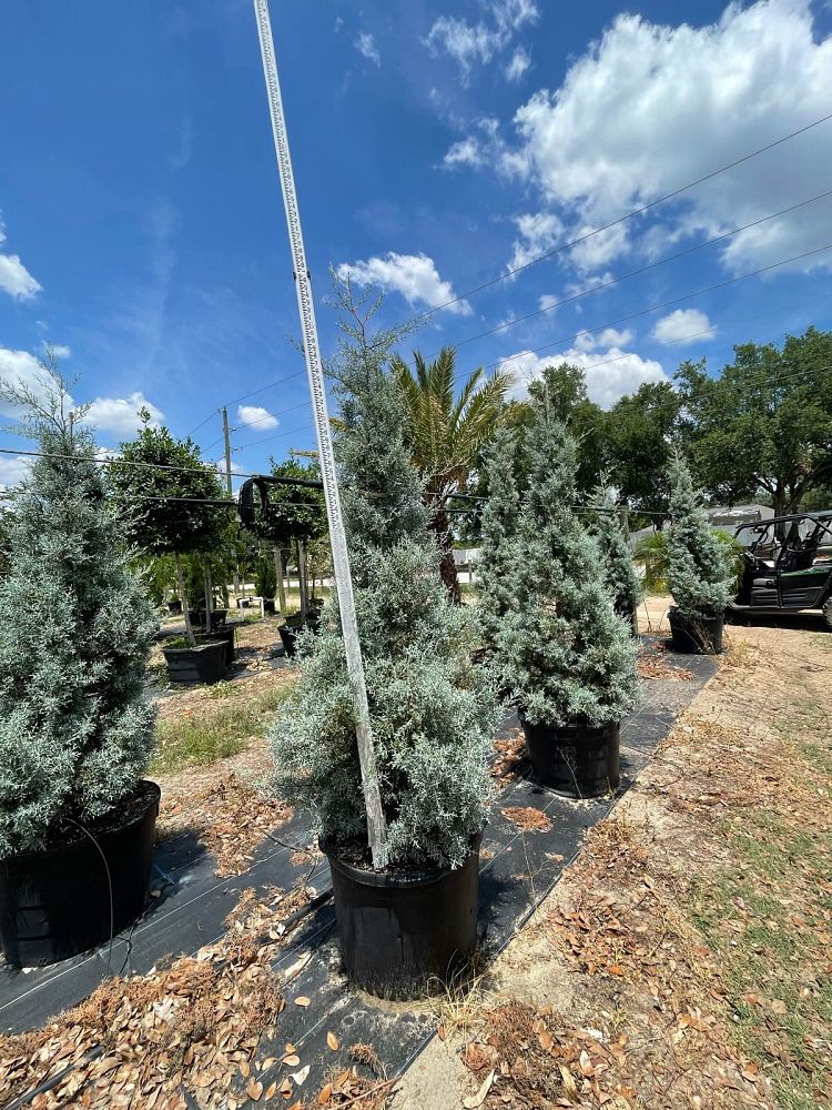 cupressus-arizonica-glabra-blue-ice-arizona-blue-cypress-smooth-bark-arizona-cypress-callitropsis-glabra