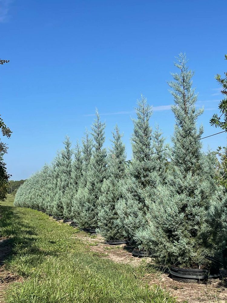 cupressus-arizonica-glabra-blue-ice-arizona-blue-cypress-smooth-bark-arizona-cypress-callitropsis-glabra