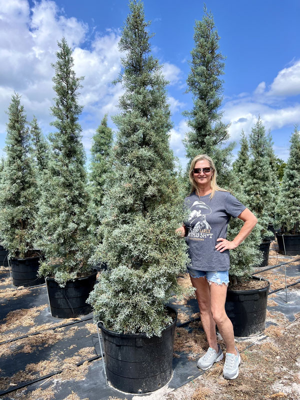 cupressus-arizonica-glabra-blue-ice-arizona-blue-cypress-smooth-bark-arizona-cypress-callitropsis-glabra