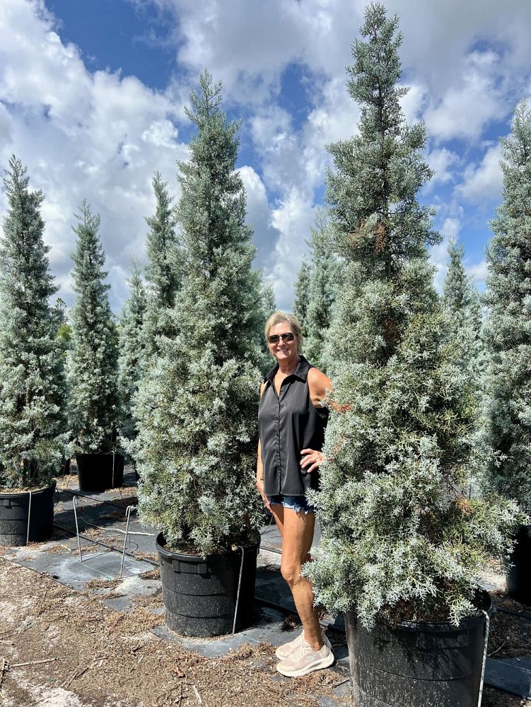 cupressus-arizonica-glabra-blue-ice-arizona-blue-cypress-smooth-bark-arizona-cypress-callitropsis-glabra