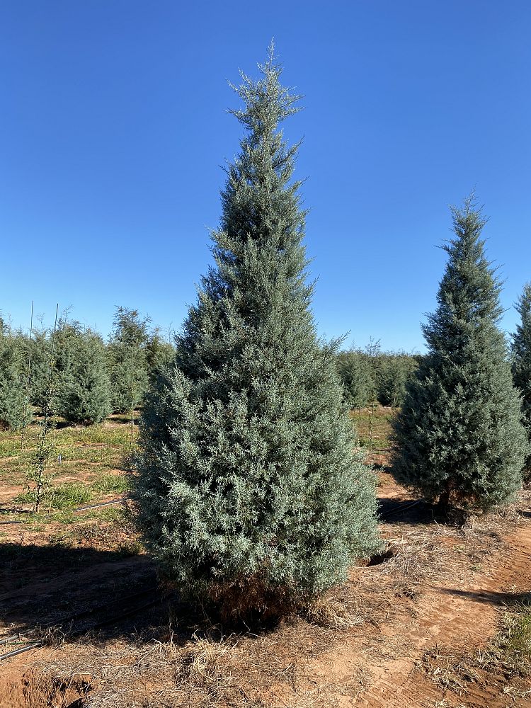 cupressus-arizonica-glabra-blue-ice-arizona-blue-cypress-smooth-bark-arizona-cypress-callitropsis-glabra