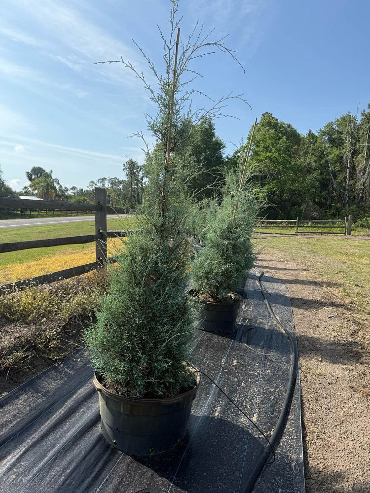 cupressus-arizonica-glabra-blue-ice-arizona-blue-cypress-smooth-bark-arizona-cypress-callitropsis-glabra